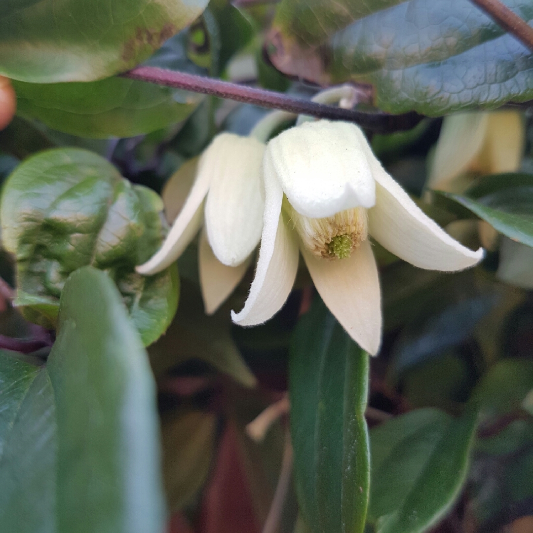 Clematis Winter Beauty in the GardenTags plant encyclopedia