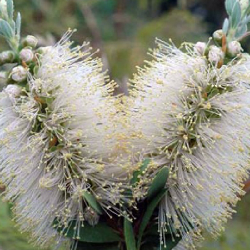 Bottlebrush White Anzac in the GardenTags plant encyclopedia