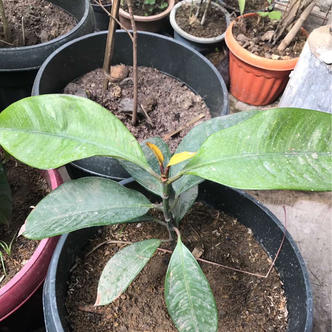 Mangosteen in the GardenTags plant encyclopedia