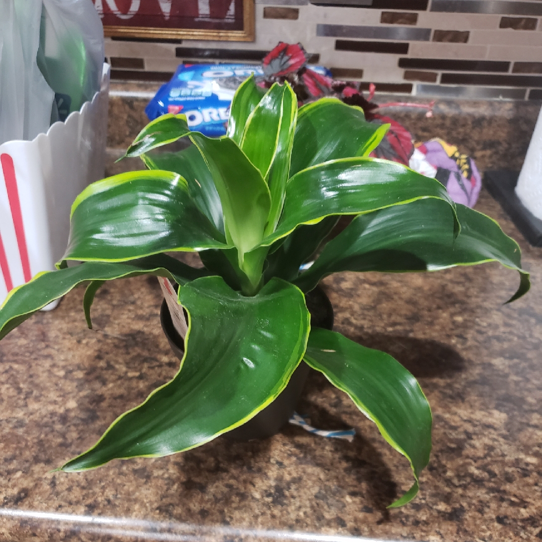 Striped Dracaena Dorado in the GardenTags plant encyclopedia