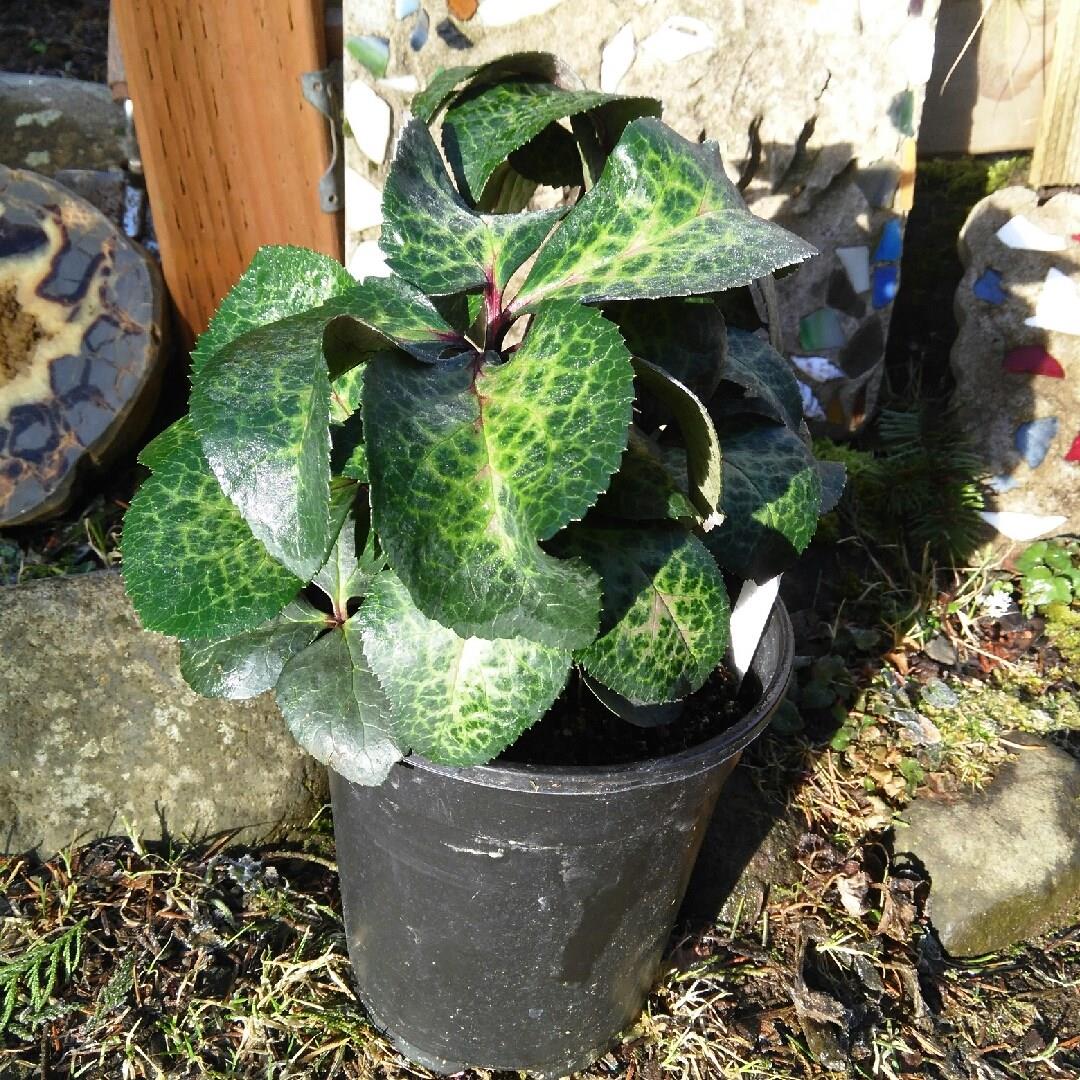 Hellebore Danas Dulcet in the GardenTags plant encyclopedia