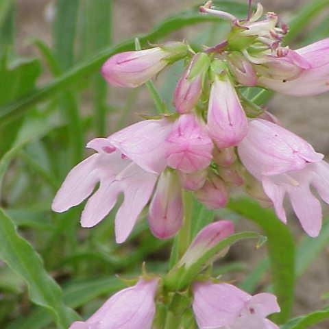 Beardtongue Bridgesii in the GardenTags plant encyclopedia