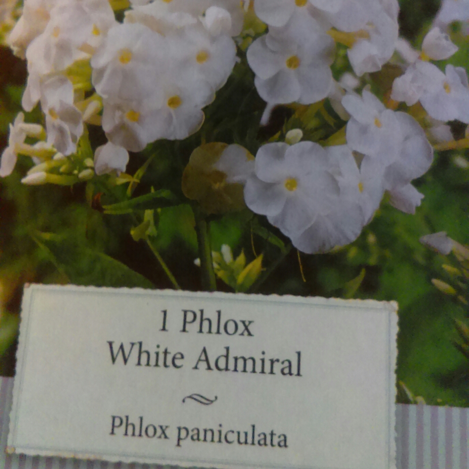 Phlox White Admiral in the GardenTags plant encyclopedia