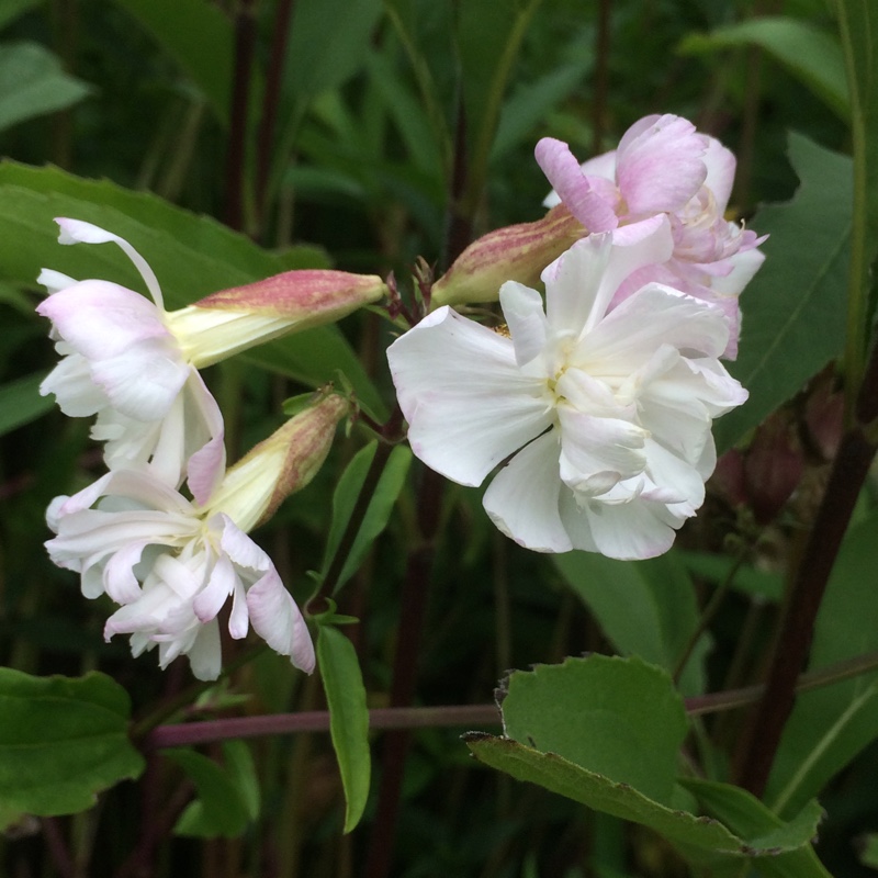 Soapwort Rosea Plena in the GardenTags plant encyclopedia