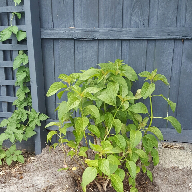 Plectranthus ecklonii White in the GardenTags plant encyclopedia