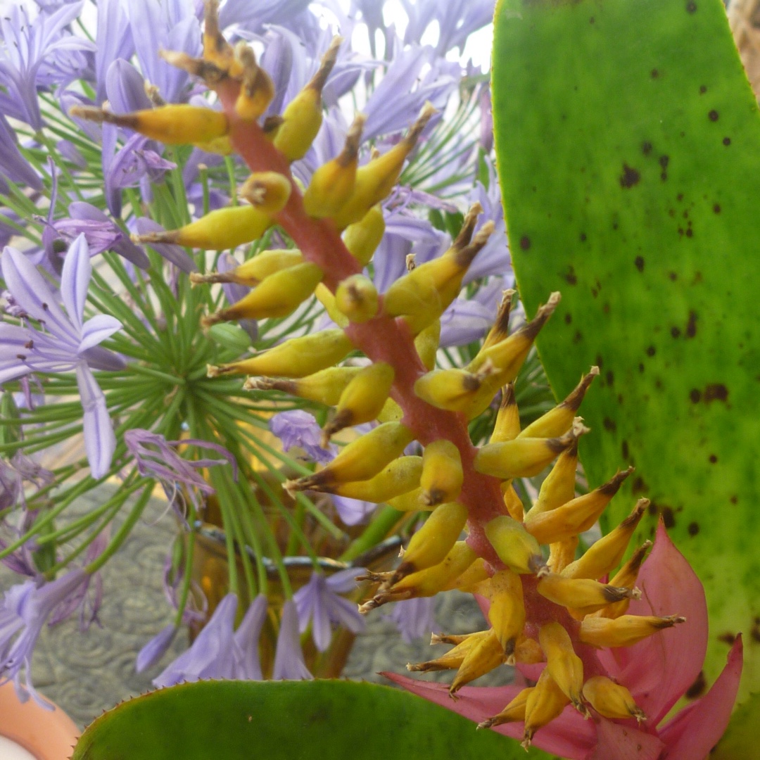 Aechmea nudicaulis in the GardenTags plant encyclopedia