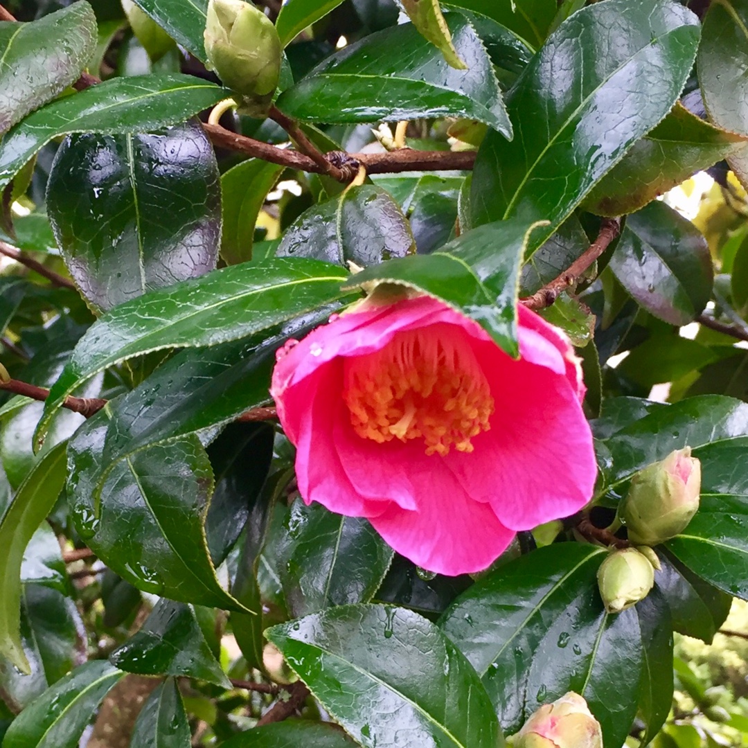 Camellia Saint Ewe in the GardenTags plant encyclopedia