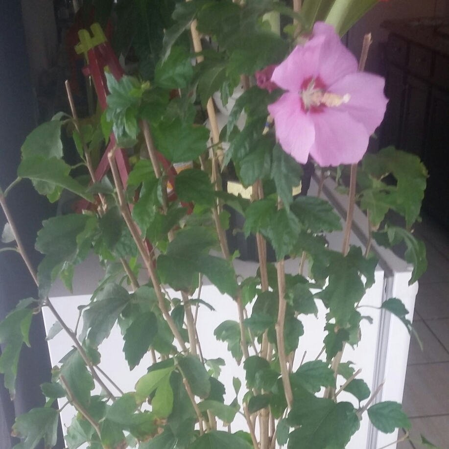 Rose Of Sharon Aphrodite in the GardenTags plant encyclopedia