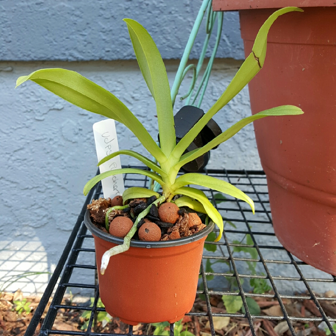 Vandaenopsis Pullcherriman in the GardenTags plant encyclopedia