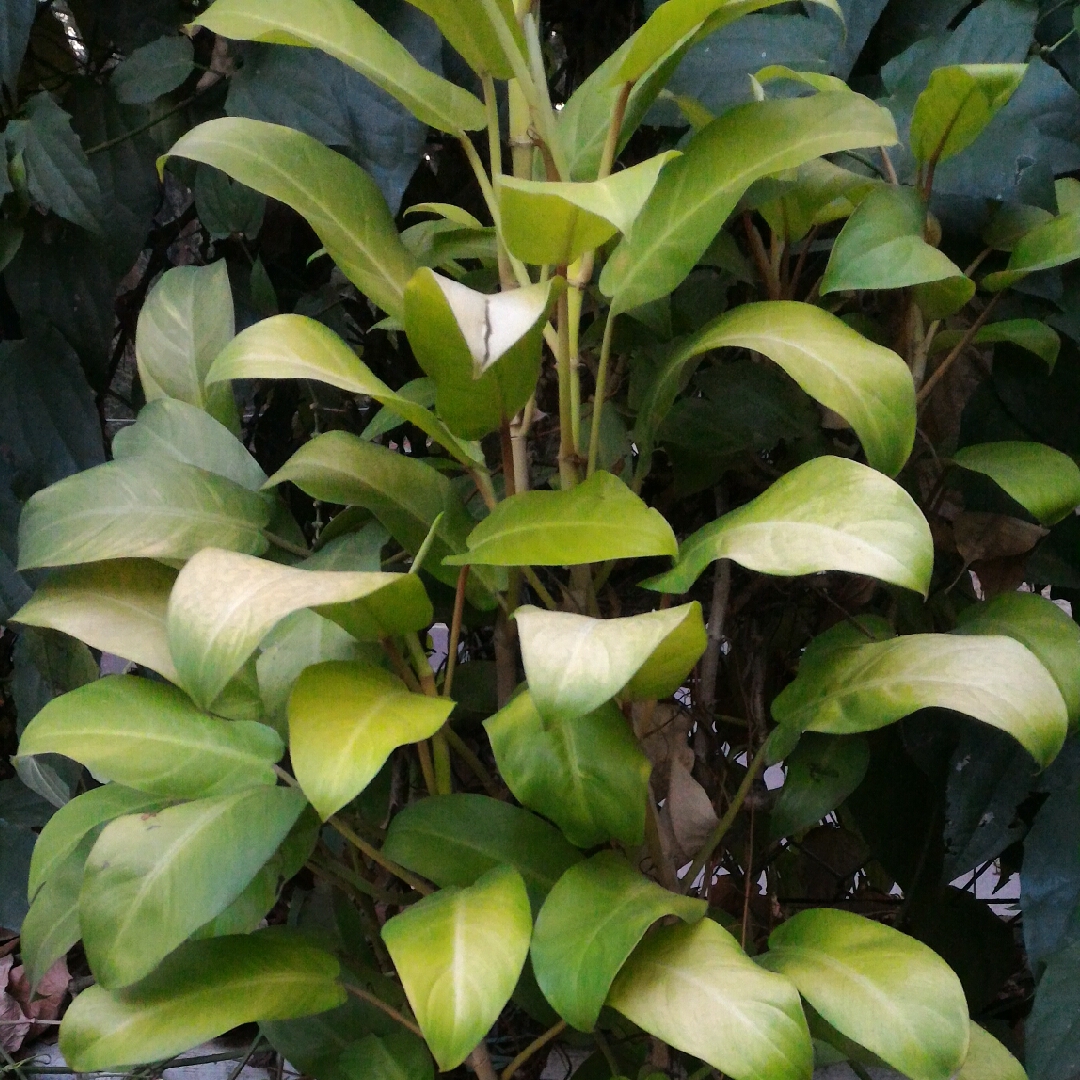 Philodendron 'Golden Emerald', Philodendron 'Golden Emerald' in ...