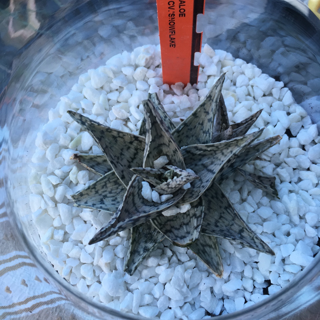 Aloe Snowflake in the GardenTags plant encyclopedia