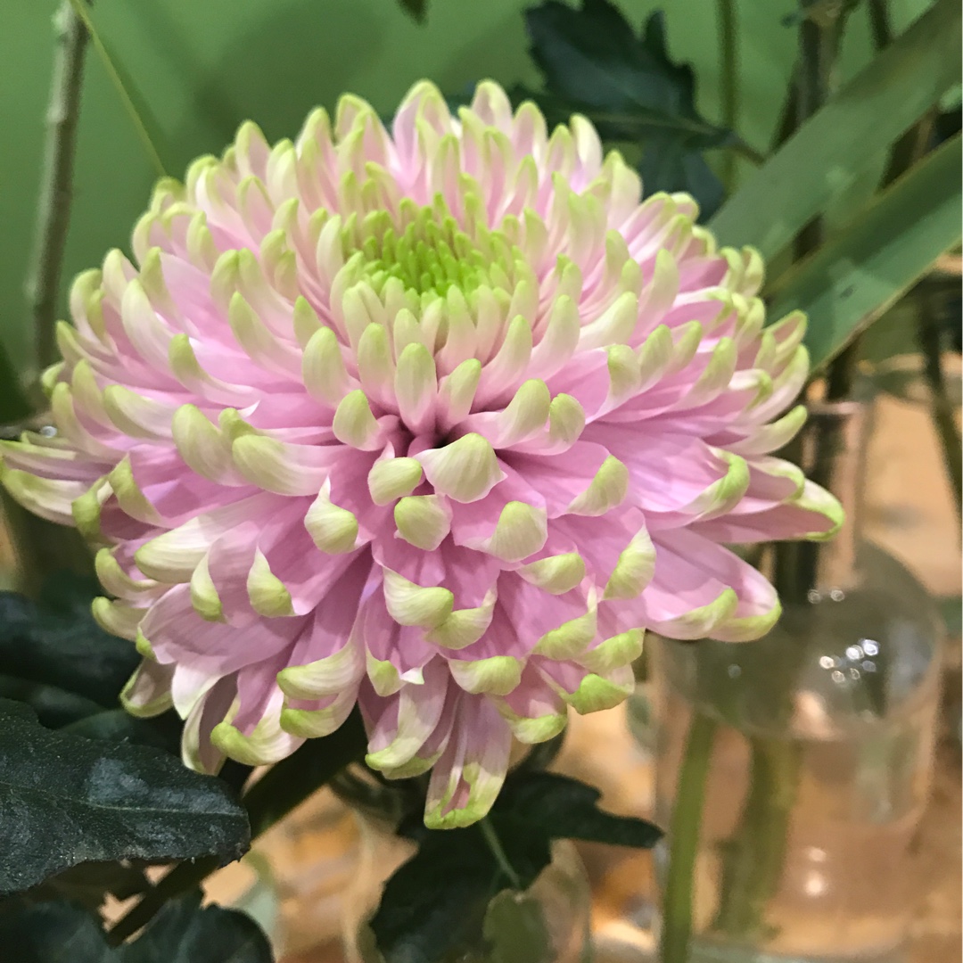 Chrysanthemum Princess Charlotte in the GardenTags plant encyclopedia