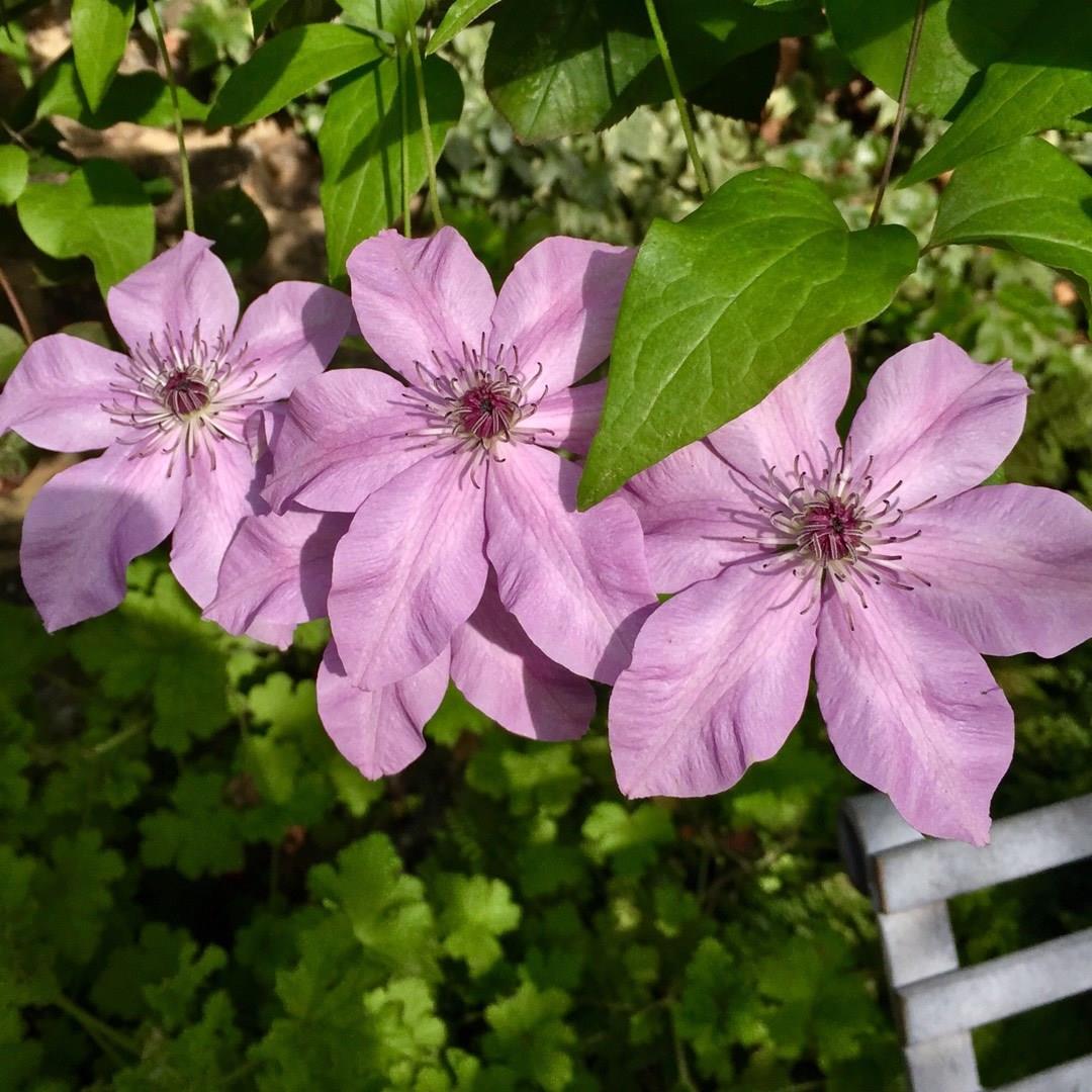 Clematis Reflections™ in the GardenTags plant encyclopedia