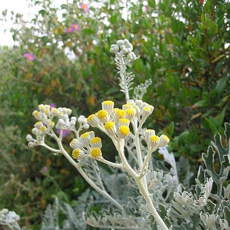 Silver ragwort in the GardenTags plant encyclopedia