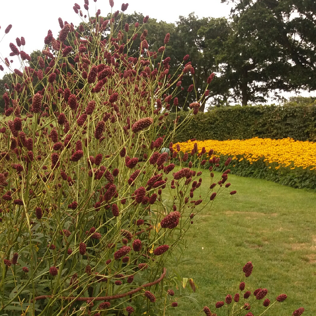 Great Burnet Red Thunder in the GardenTags plant encyclopedia