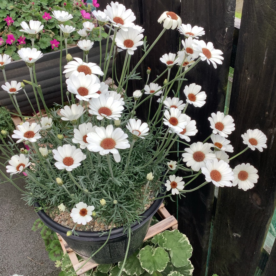 Moroccan Daisy Casablanca in the GardenTags plant encyclopedia