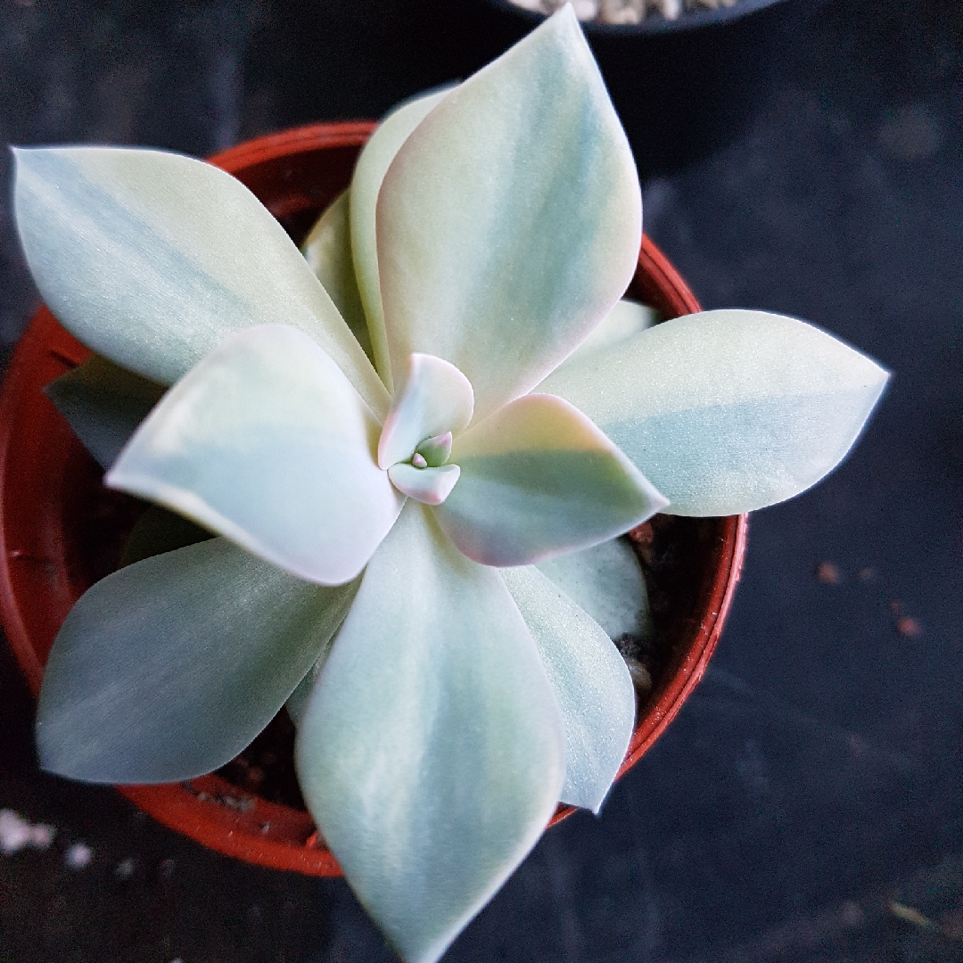 Echeveria First Love in the GardenTags plant encyclopedia