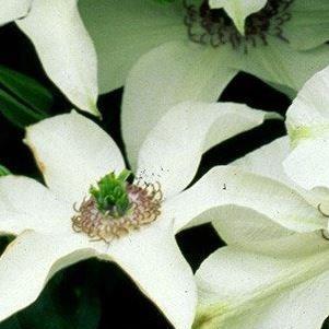 Clematis Pistachio evirida in the GardenTags plant encyclopedia