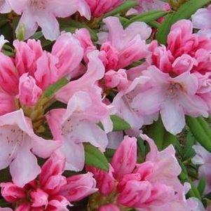 Rhododendron Bashful in the GardenTags plant encyclopedia