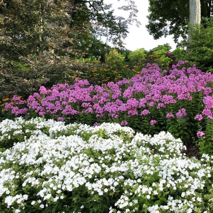 Volcano Phlox in the GardenTags plant encyclopedia