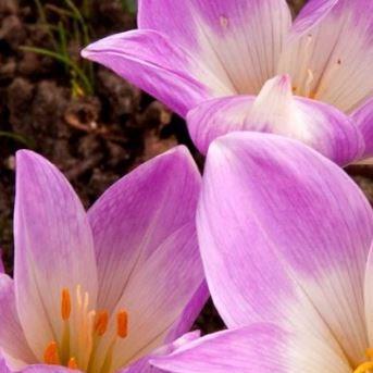 Showy colchicum in the GardenTags plant encyclopedia