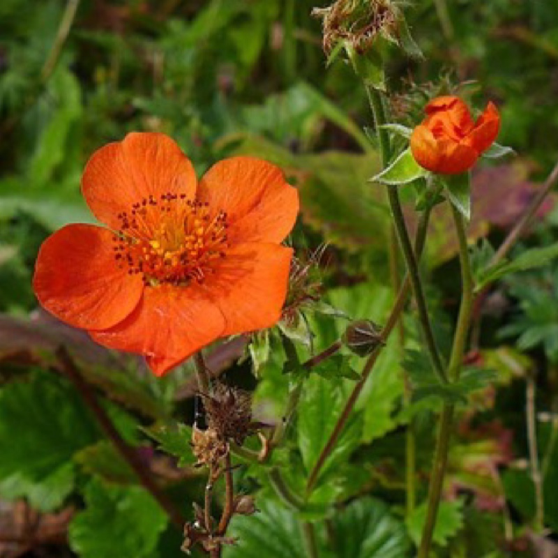 Avens Queen of Orange in the GardenTags plant encyclopedia