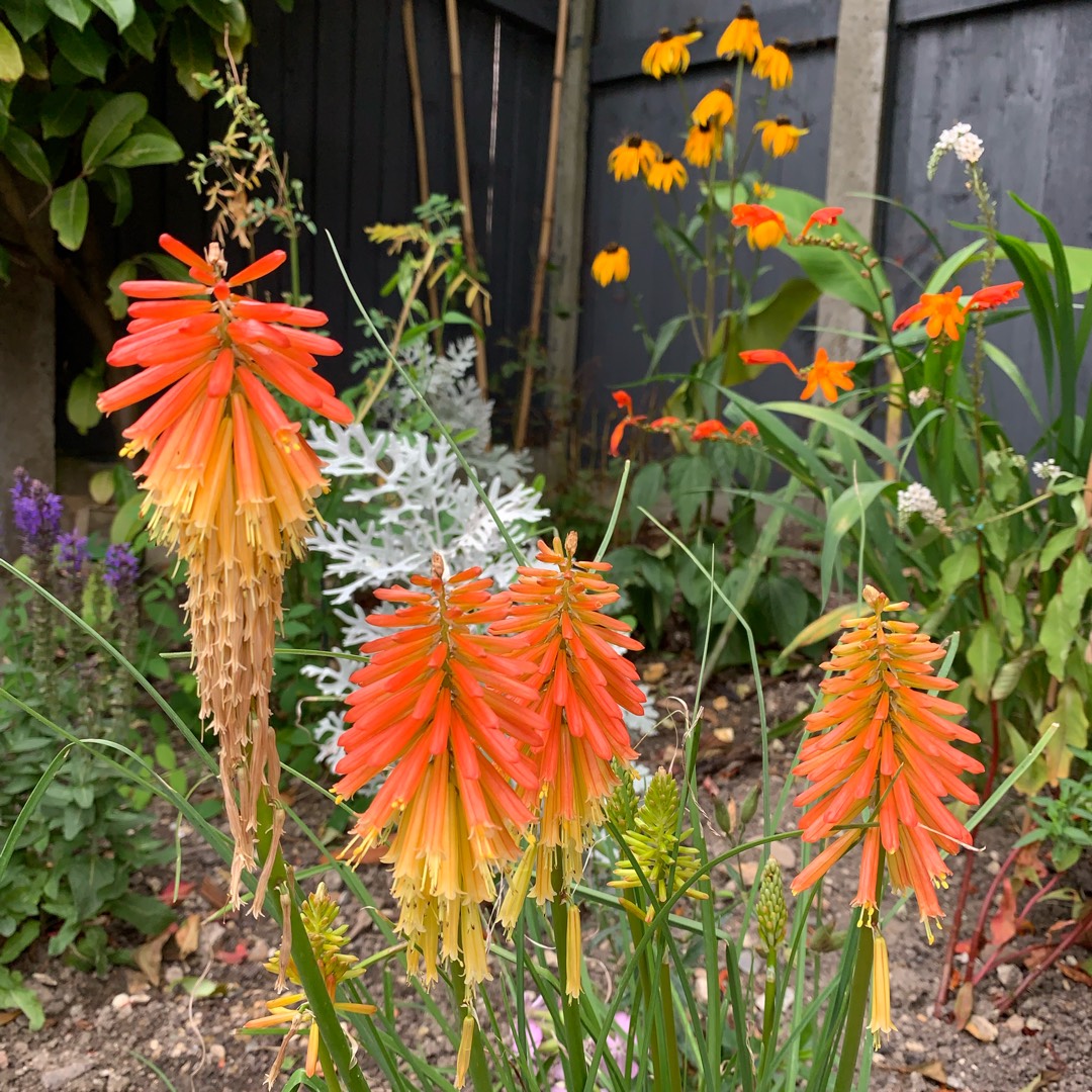 Red Hot Poker in the GardenTags plant encyclopedia