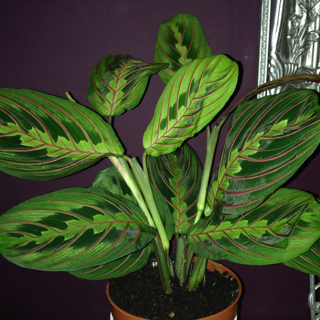 Prayer Plant in the GardenTags plant encyclopedia