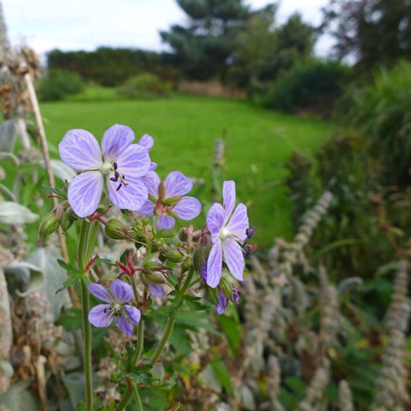 Meadow Cranesbill Mrs Kendall Clark in the GardenTags plant encyclopedia