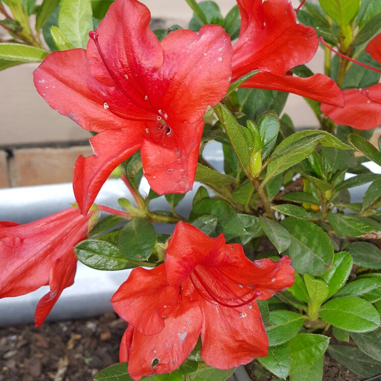 Azalea Encore Autumn Bravo in the GardenTags plant encyclopedia