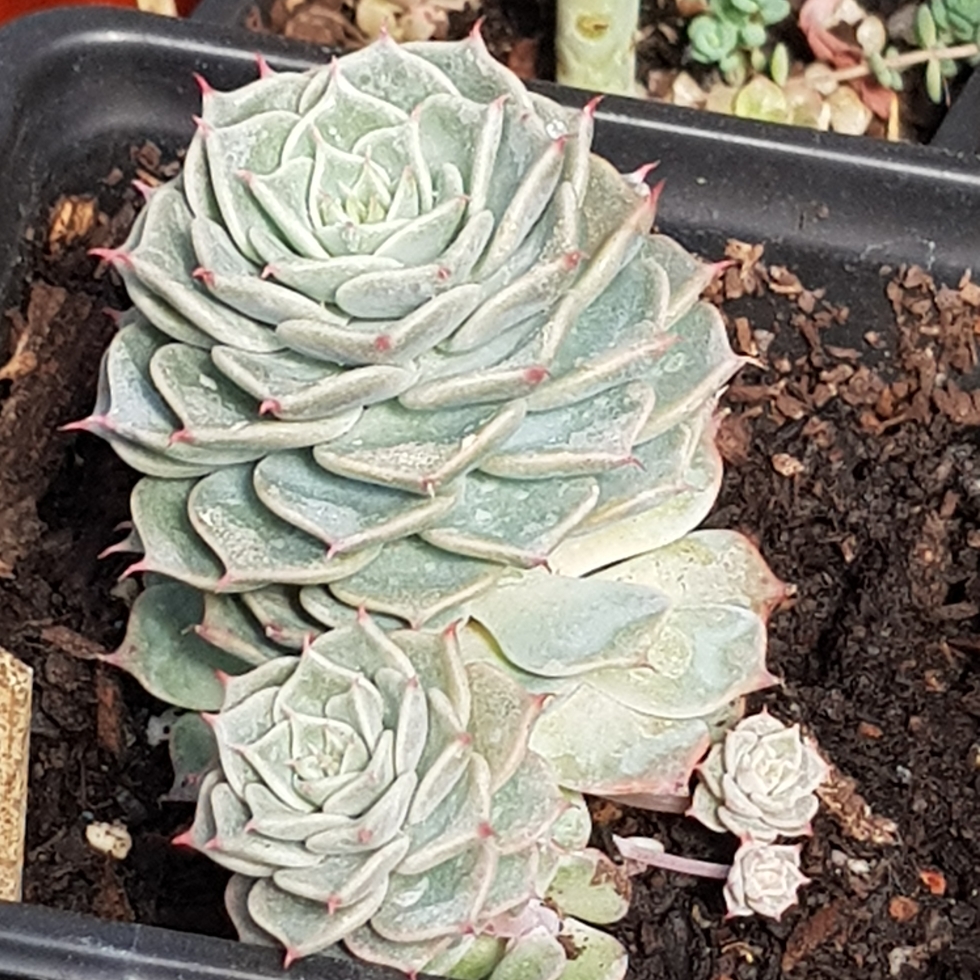 Echeveria Halbingeri in the GardenTags plant encyclopedia