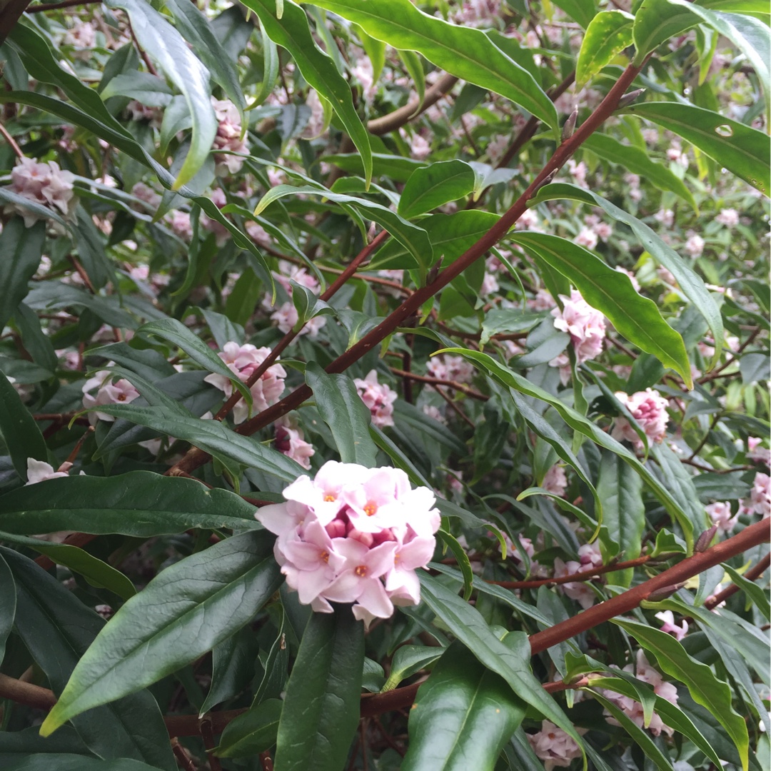 Nepalese Paper Plant in the GardenTags plant encyclopedia