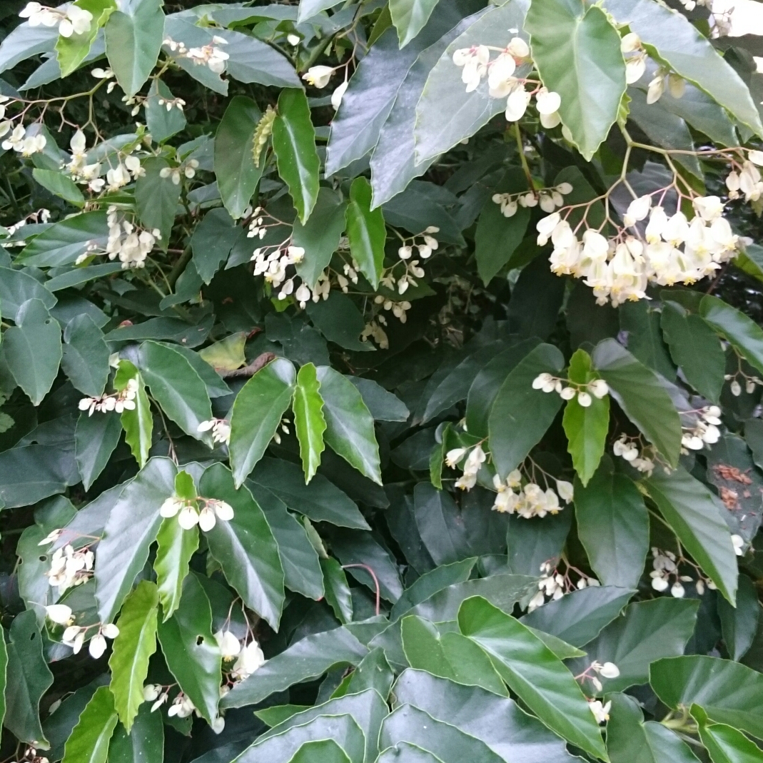 Cane Begonia White Showers in the GardenTags plant encyclopedia