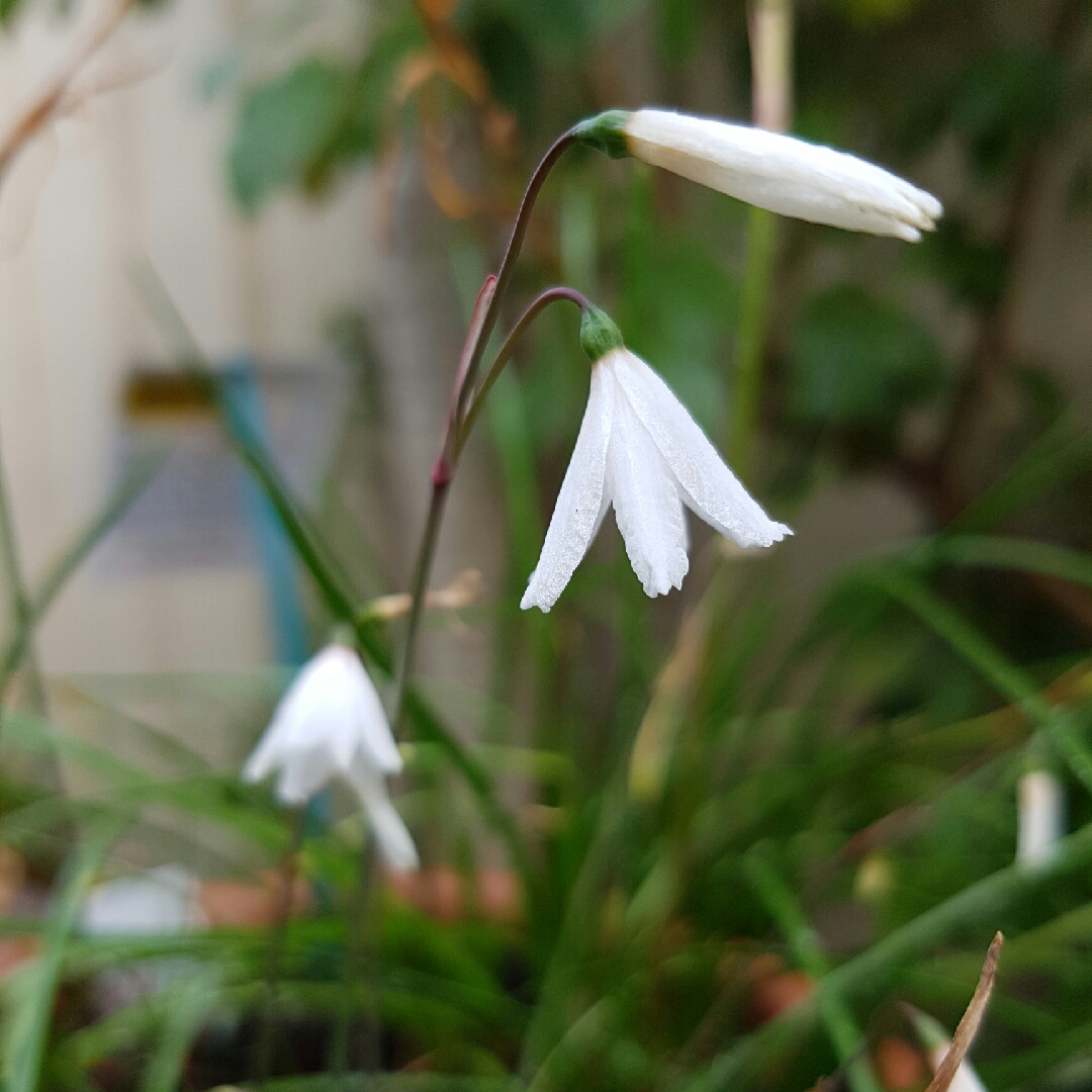 Autumn Snowflake in the GardenTags plant encyclopedia