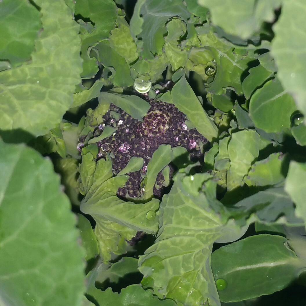 Broccoli Purple Sprouting in the GardenTags plant encyclopedia