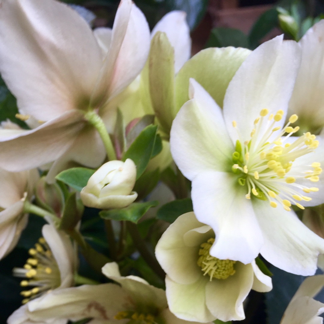 Hellebore HGC Joker in the GardenTags plant encyclopedia