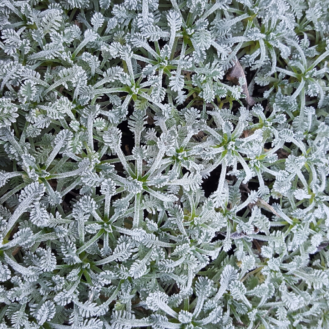 Yarrow in the GardenTags plant encyclopedia