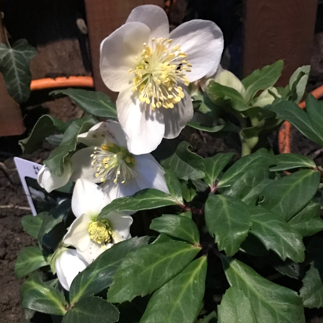 Hellebore Happy Day in the GardenTags plant encyclopedia