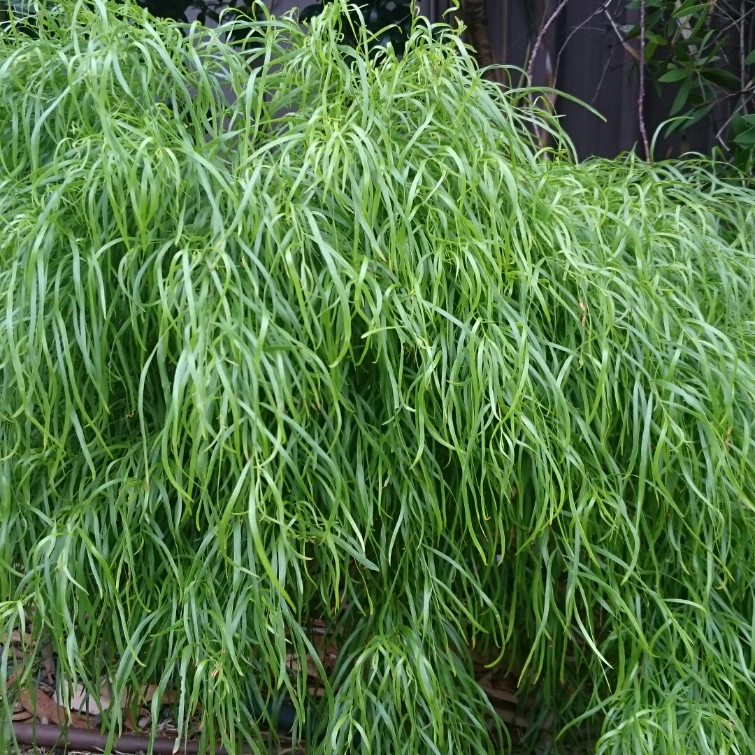 Acacia cognata Fettuccine in the GardenTags plant encyclopedia