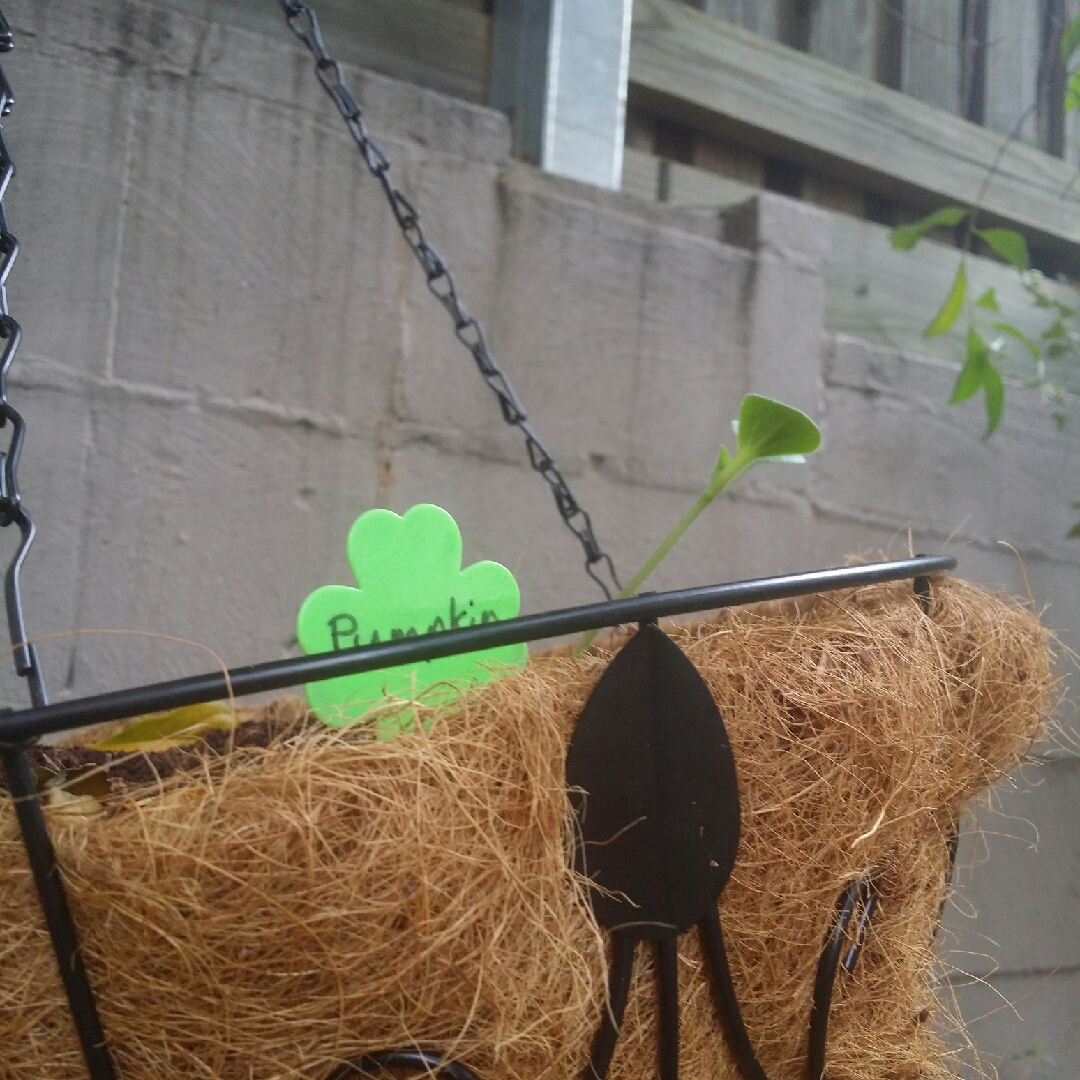 Pumpkin Jack Be Little in the GardenTags plant encyclopedia