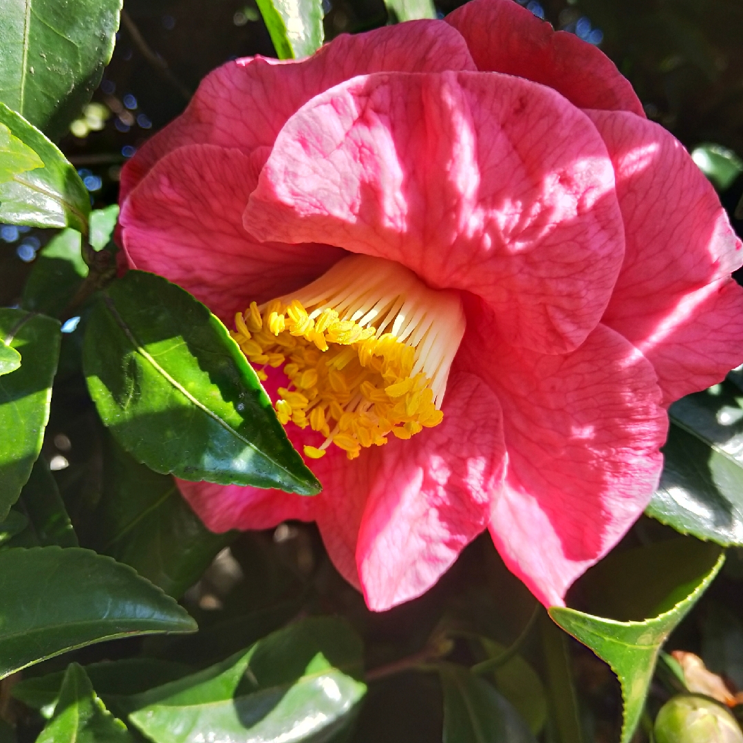 Camellia Bright Eyes in the GardenTags plant encyclopedia