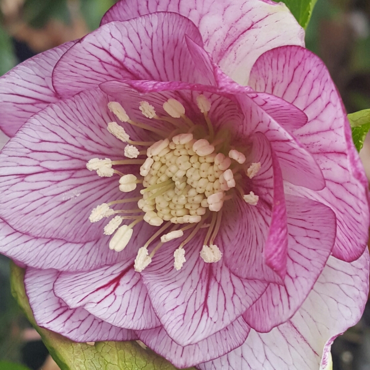 Hellebore SP Lily in the GardenTags plant encyclopedia