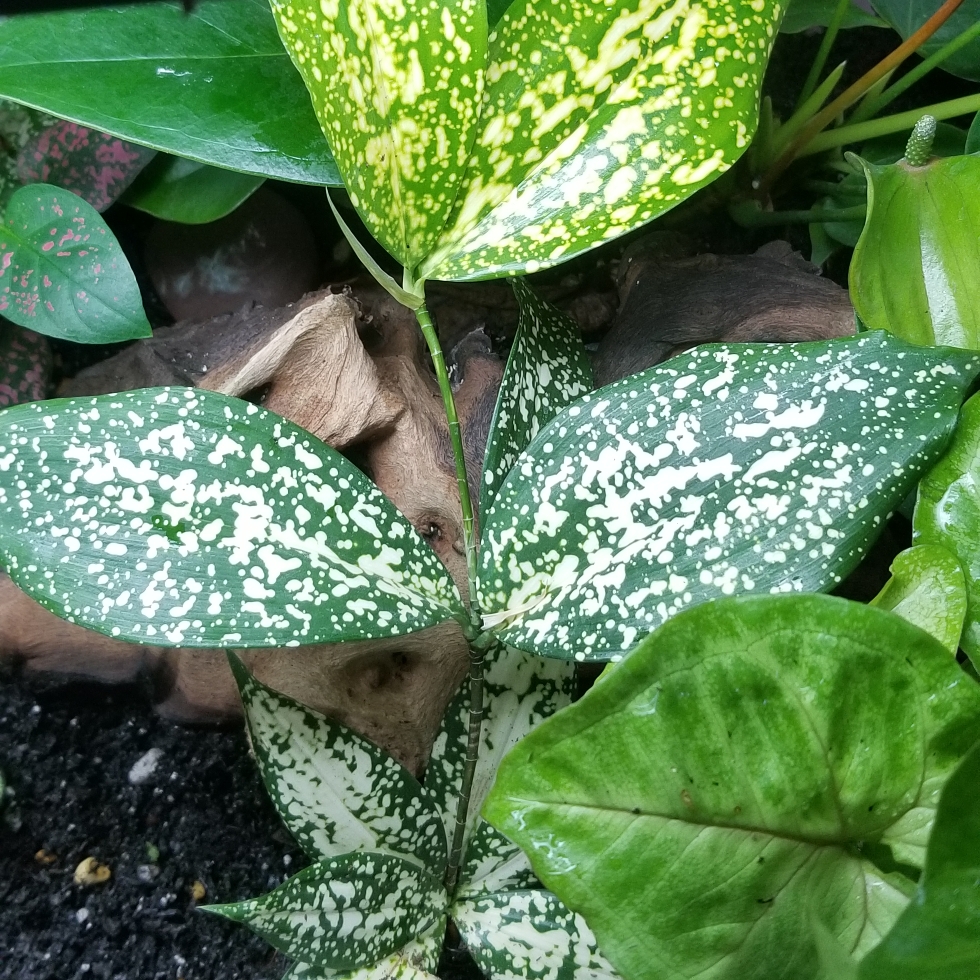 Gold Dust Dracaena in the GardenTags plant encyclopedia