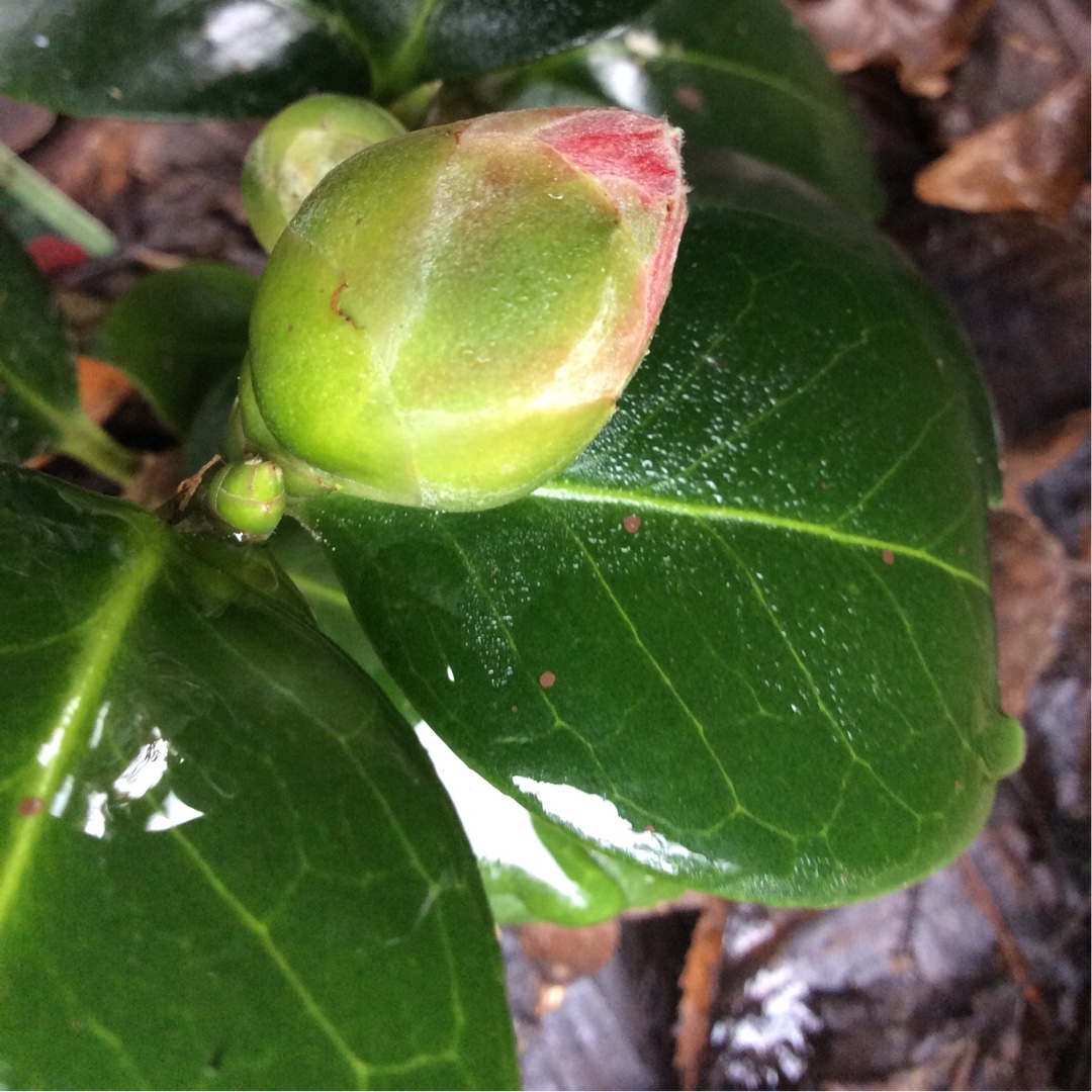 Camellia Double Red in the GardenTags plant encyclopedia