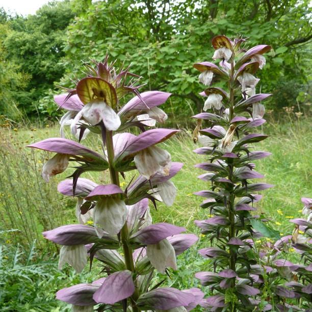 Bears Breeches in the GardenTags plant encyclopedia