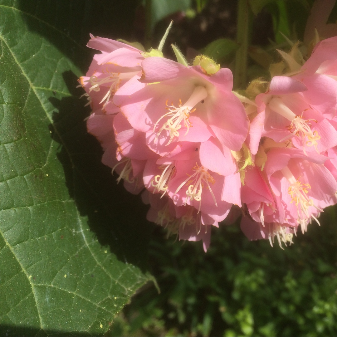 Wedding Flower in the GardenTags plant encyclopedia