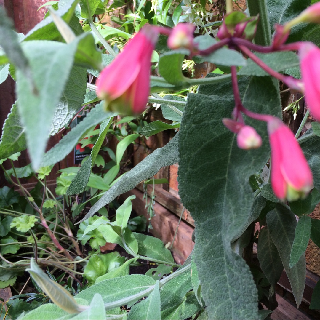 Salsilla in the GardenTags plant encyclopedia