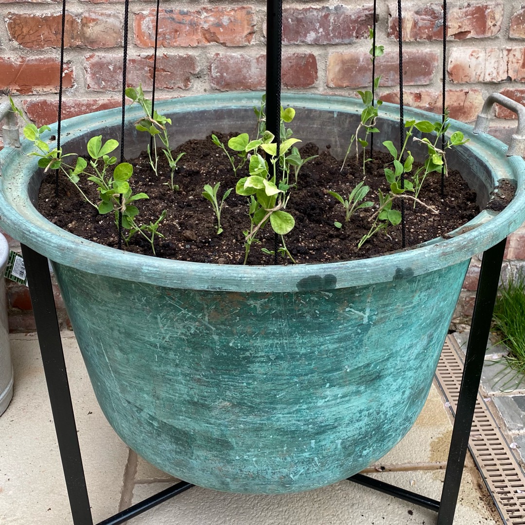 Sweet Pea Memorial Flight in the GardenTags plant encyclopedia