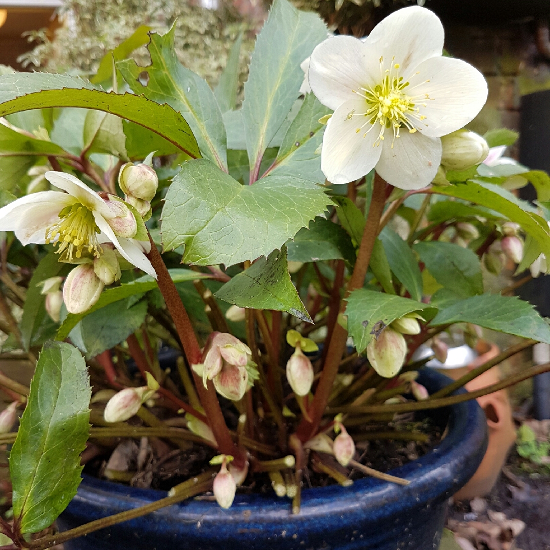 Hellebore Candy Love in the GardenTags plant encyclopedia