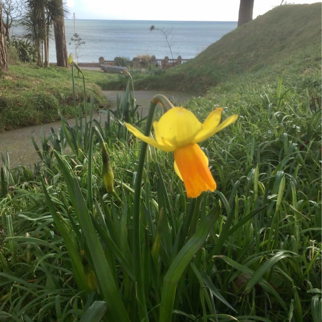 Daffodil Gylly Glow (Cyclamineus) in the GardenTags plant encyclopedia